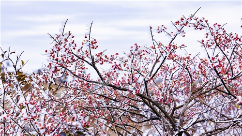 山上的红色卫矛