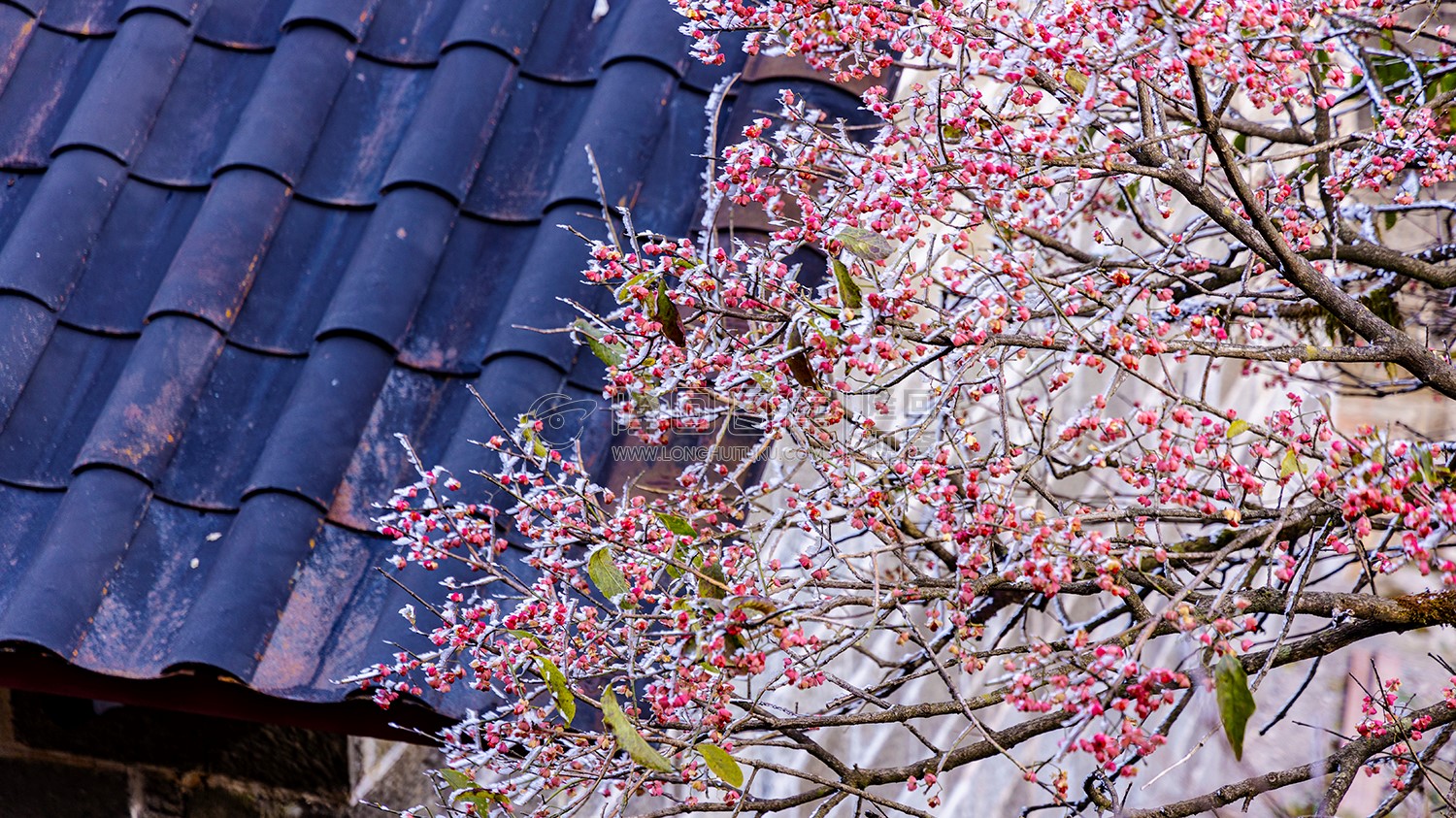 山上的红色卫矛