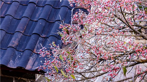 山上的红色卫矛