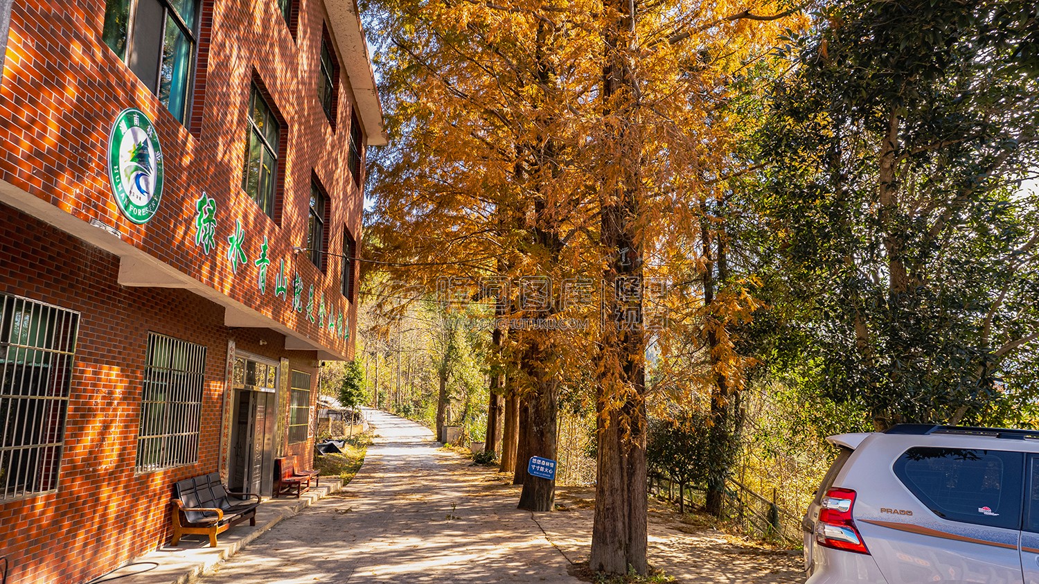 九龙山林场的大水杉树