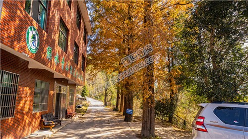 九龙山林场的大水杉树