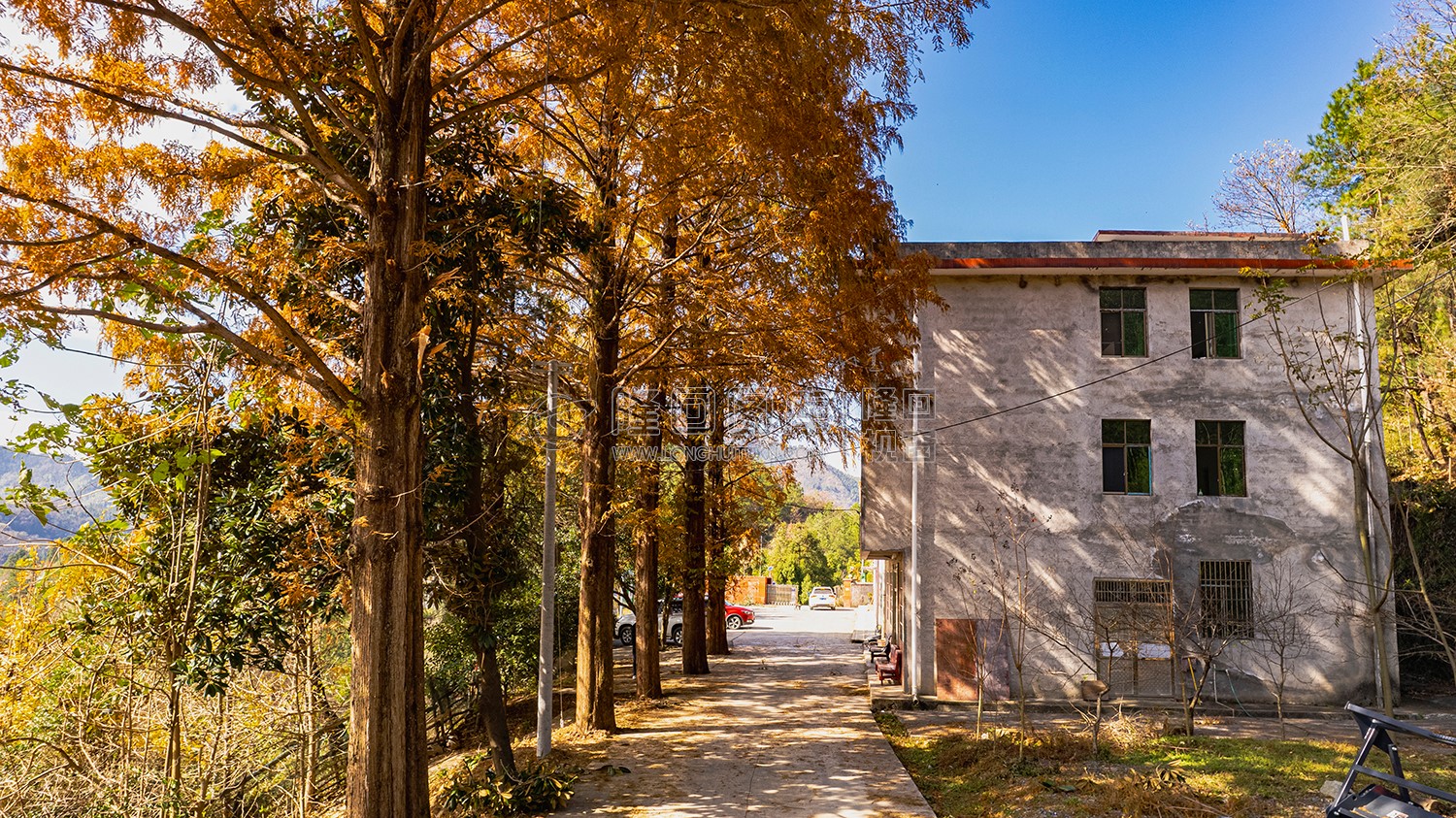 九龙山林场的大水杉树
