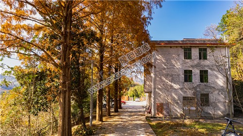 九龙山林场的大水杉树