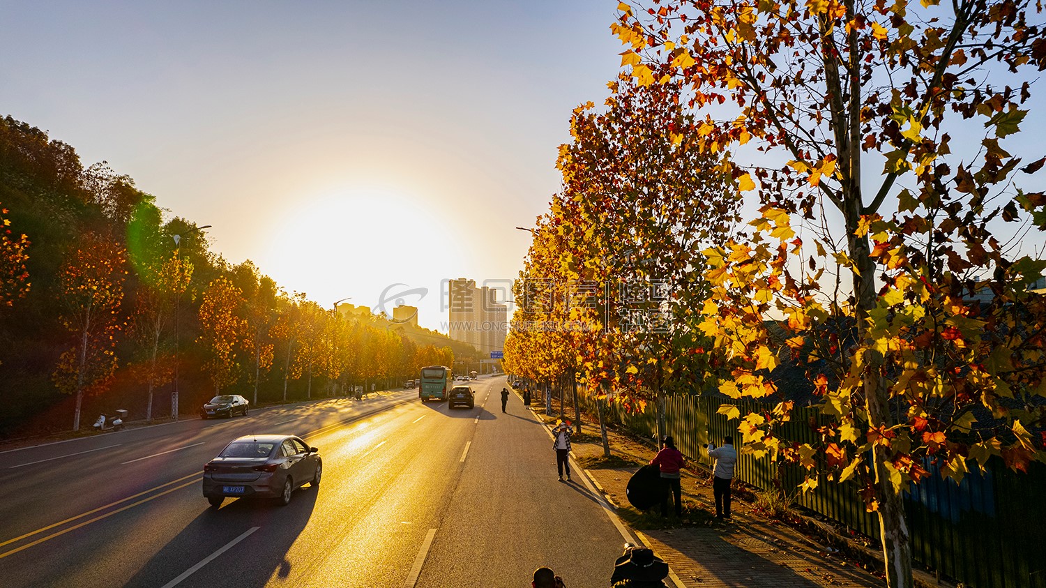 隆回高铁站附近的枫叶黄了
