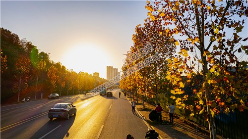 隆回高铁站附近的枫叶黄了