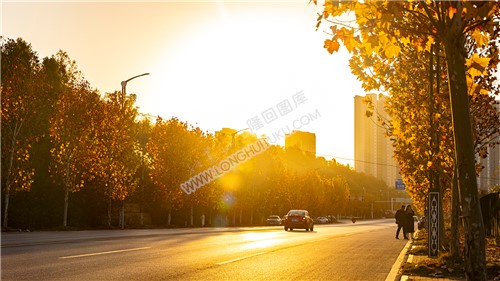 夕阳下的枫叶美景