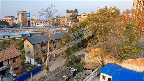 老房子的树有些年头了