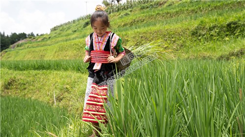 白水洞梯田上的花瑶人家