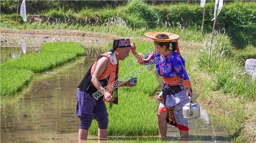 白水洞的插秧节