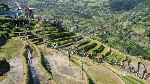 白水洞的插秧节