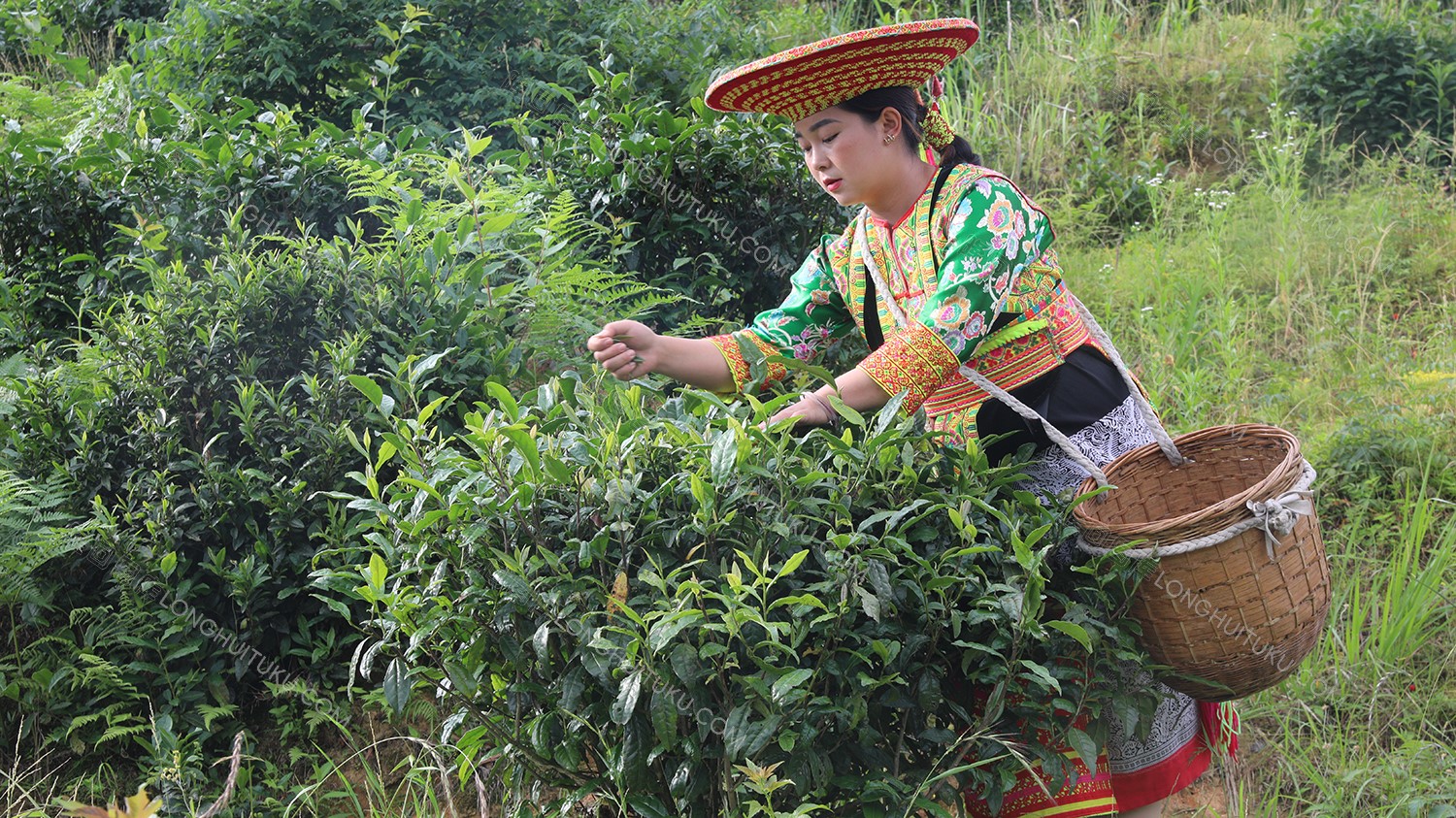 白水洞的插秧节