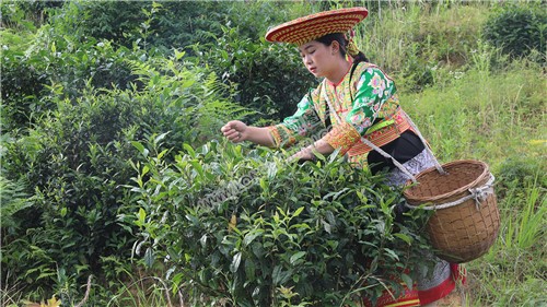 白水洞的插秧节