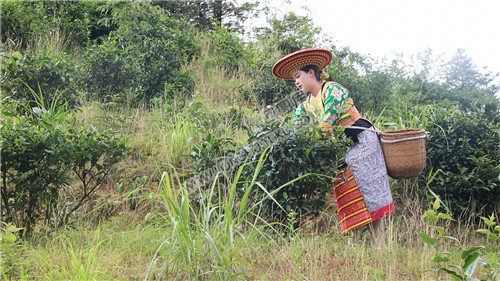 白水洞的插秧节