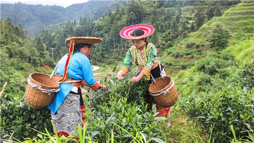 白水洞的插秧节