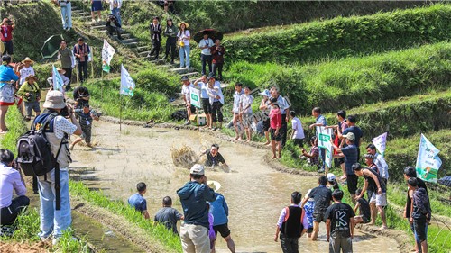 白水洞的插秧节