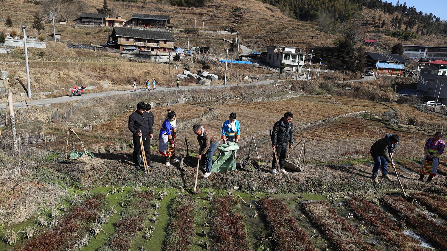 田里打泥巴准备涂抹媒人公