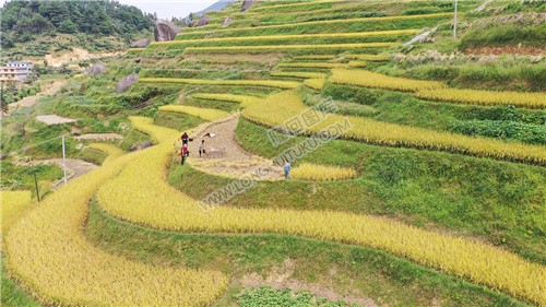 白水洞梯田收割季