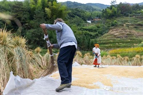 大片！白水洞丰收季，金黄稻田美如画