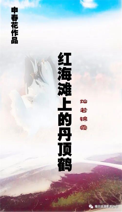 申春花：红海滩上的丹顶鹤，中国的吉祥鸟
