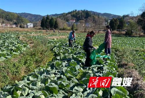 麻塘山乡：有机包菜丰收 15万斤直供上海餐桌